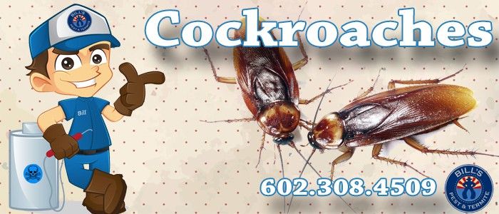 Cockroaches are GROSS and one of the Most Common House Bugs in Urban Areas