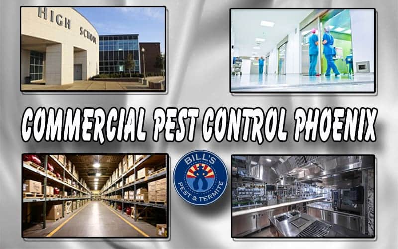Commercial Pest Control Phoenix