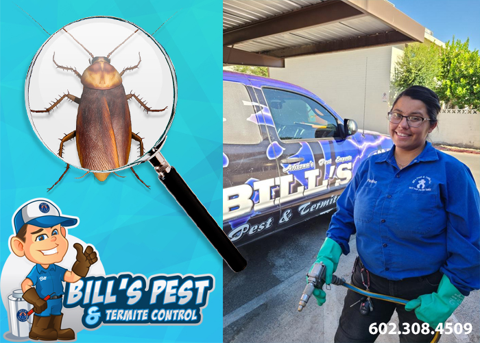 Control de Plagas en Phoenix AZ – Bills Pest Termite Control