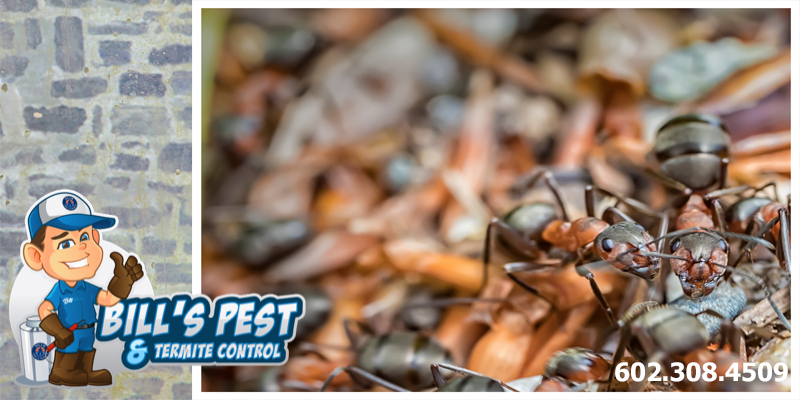 Crazy Ants in Arizona : Bills Pest Termite Control