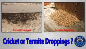 Cricket or termite droppings