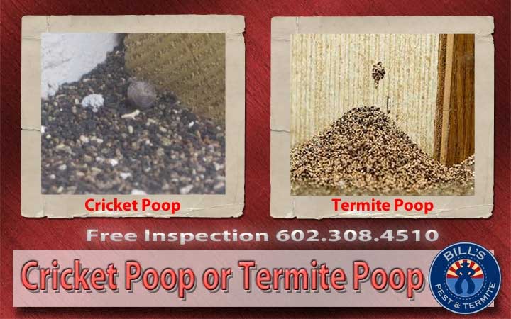 Cricket Poop or Termite Poop?
