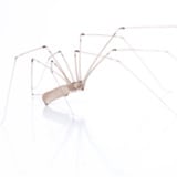 Daddy Long Leg Spider in Phoenix AZ