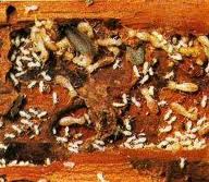 Dampwood termite infestation