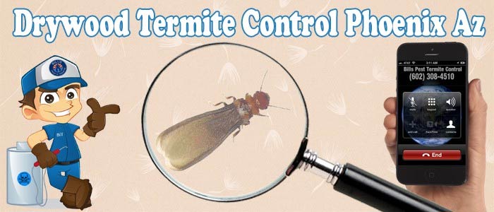 Best Drywood Termite Control Phoenix AZ
