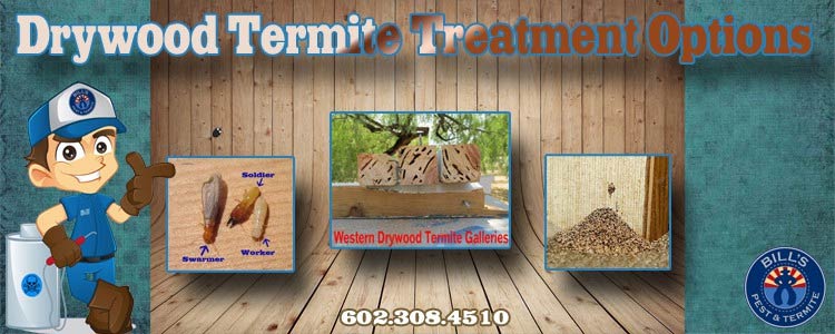 Best Drywood Termite Treatment Options Phoenix AZ 602.308.4510
