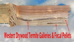 Drywood Termite Treatment Phoenix
