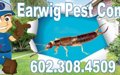 Earwig Pest Control Phoenix Az | Phoenix Earwig Exterminator Service