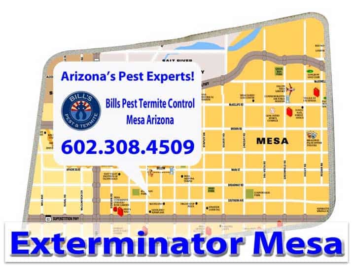 Best Exterminator Mesa Az