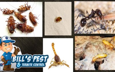 Exterminator Termites Service at Bills Pest Termite Control