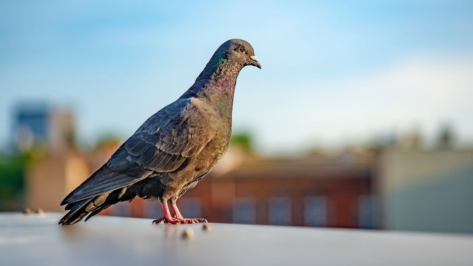 Mesa Pigeon Control
