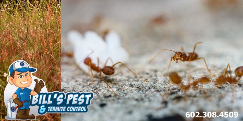 Fire Ant Exterminator Services