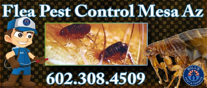 Best Flea Pest Control Mesa Az – Affordable Flea Removal