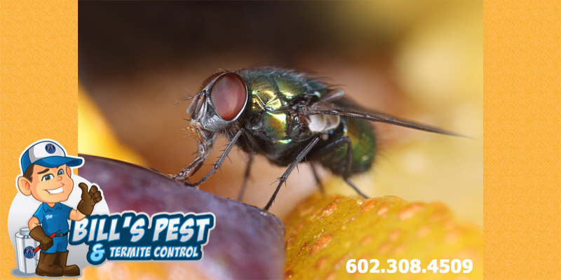 Fly Control for Restaurants - Kitchen Fly Control