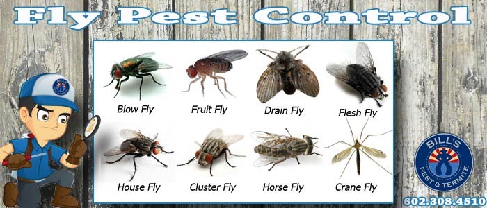 Expert Fly Exterminator Services - Bills Pest Termite Control