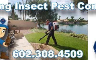 Flying Insect Control in Phoenix Az