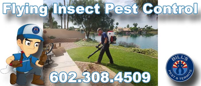 Flying Insect Control in Phoenix Az