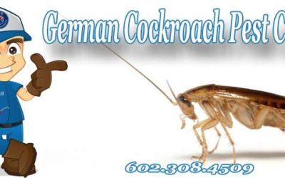 German Cockroach Infestation