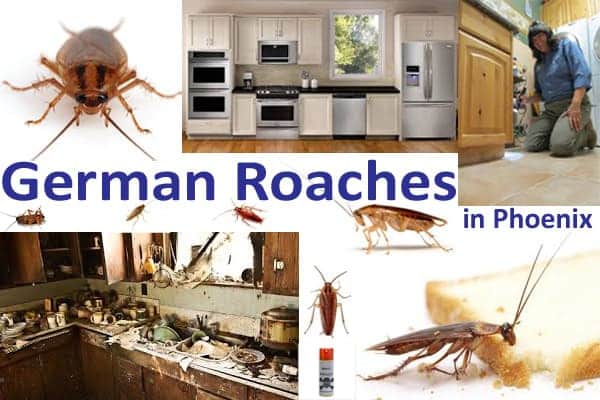 Best German Roach Removal Phoenix Az Services