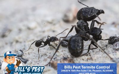 Busting Common Myths About Getting Rid of Ants