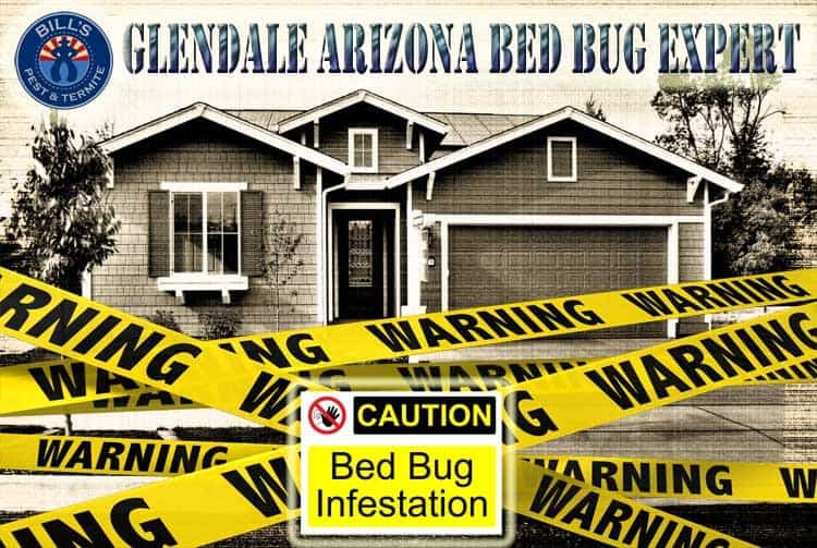 Professional Bed Bug Exterminators Glendale AZ - Affordable Bed Bug Fumigation Glendale AZ