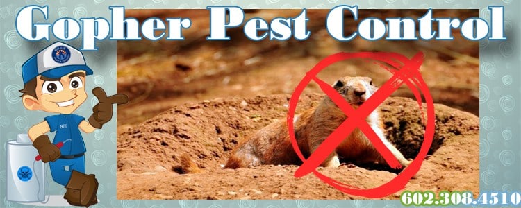 Best Gopher Pest Control and Removal in Phoenix Az