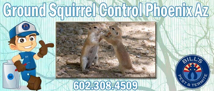 Ground Squirrel Control in Phoenix Az