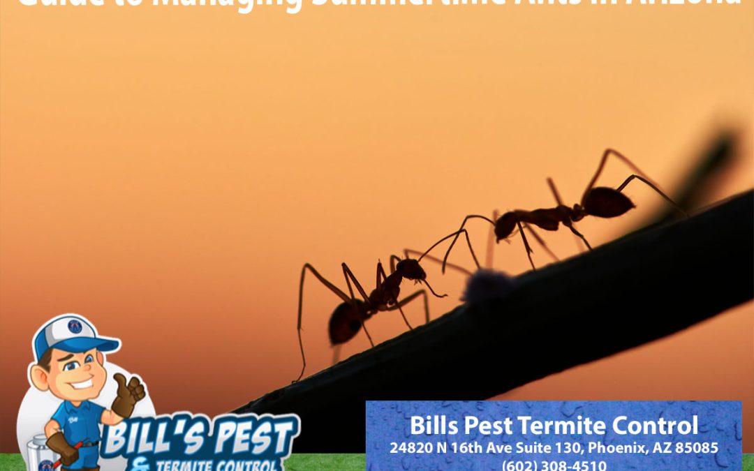 Guide to Managing Summertime Ants in Arizona