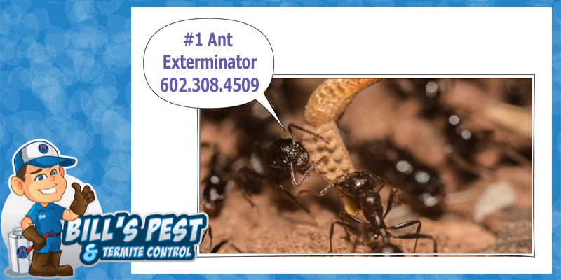 Crazy Ants In Arizona Bills Pest Termite Control 