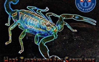 Best Scorpion Heat Treatment Services