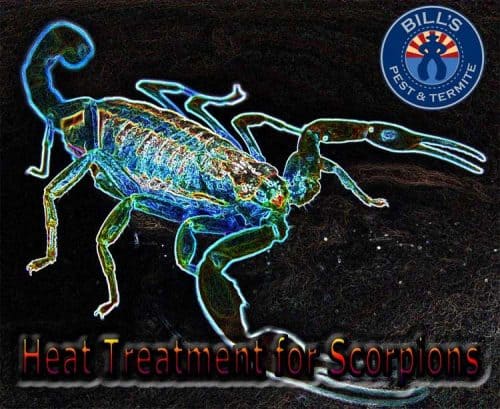 Best Scorpion Heat Treatment Services