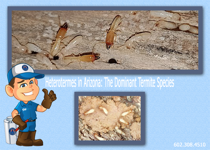 Heterotermes in Arizona: The Dominant Termite Species