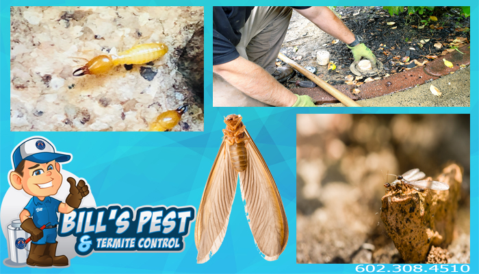 Termites cause a lot of damage and are one of the most common house bugs in Arizona.