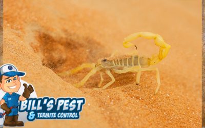 How to Kill Scorpions: Bills Pest Termite Control