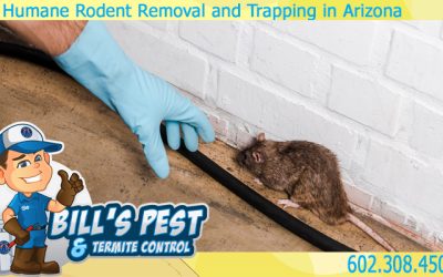 Humane Rodent Removal and Trapping