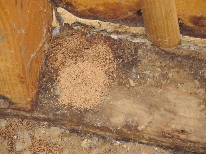 Arizona Drywood termite fecal pellets