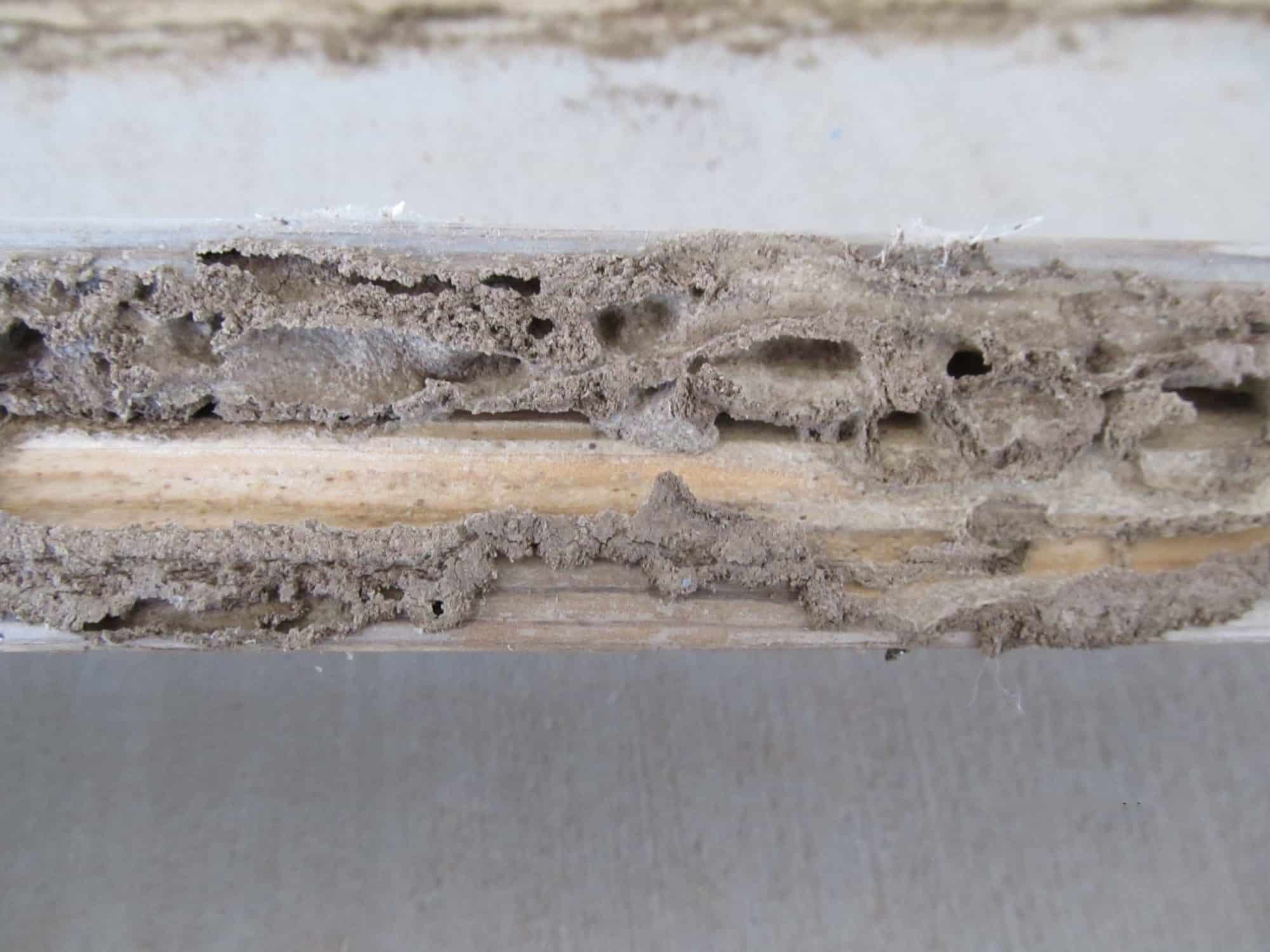 subterranean termites in arizona