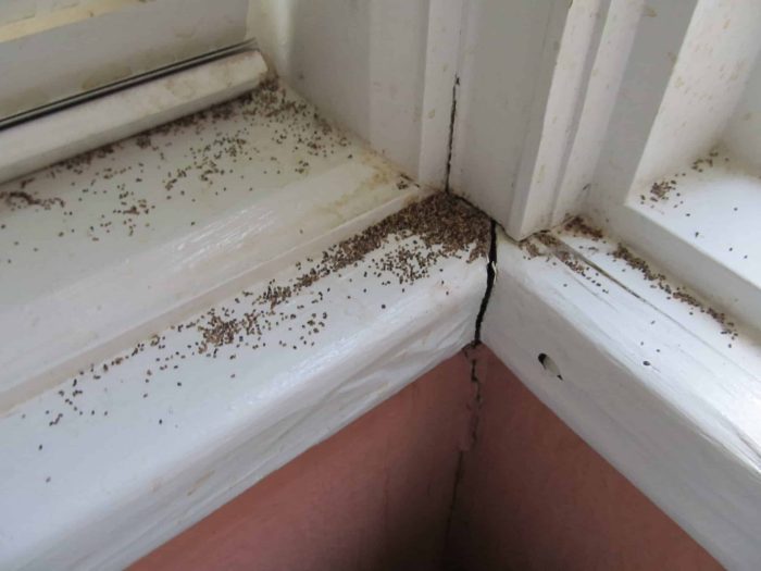 Phoenix drywood termites evidence