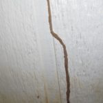 Heterotermes subterranean termites