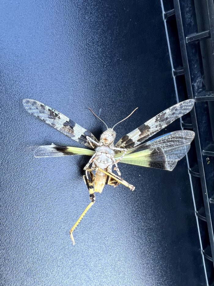 Best Grasshopper Exterminator Phoenix, AZ