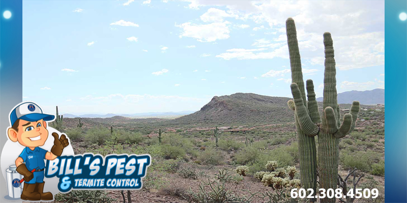 Is Winter Pest Control Necessary in Phoenix AZ?