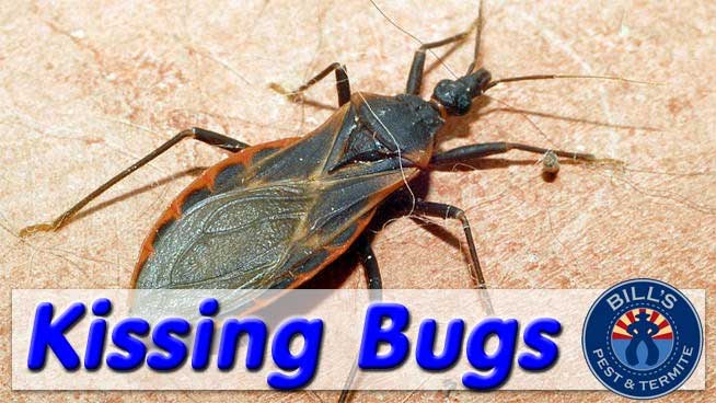 Kissing Bugs in Phoenix, AZ: How to Get Rid of Them
