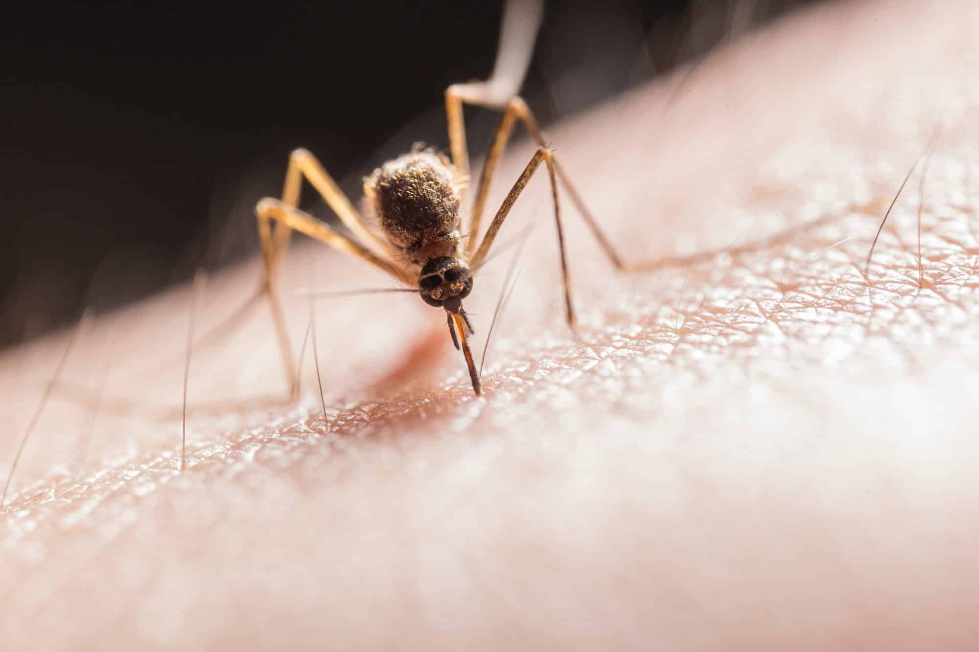 Arizona's Mosquito Season