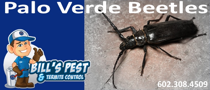 Beetles – AtoZ Pest Control