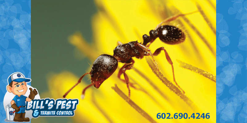 Pavement Ants and other Common Types of Ants : Best Control and Extermination Services