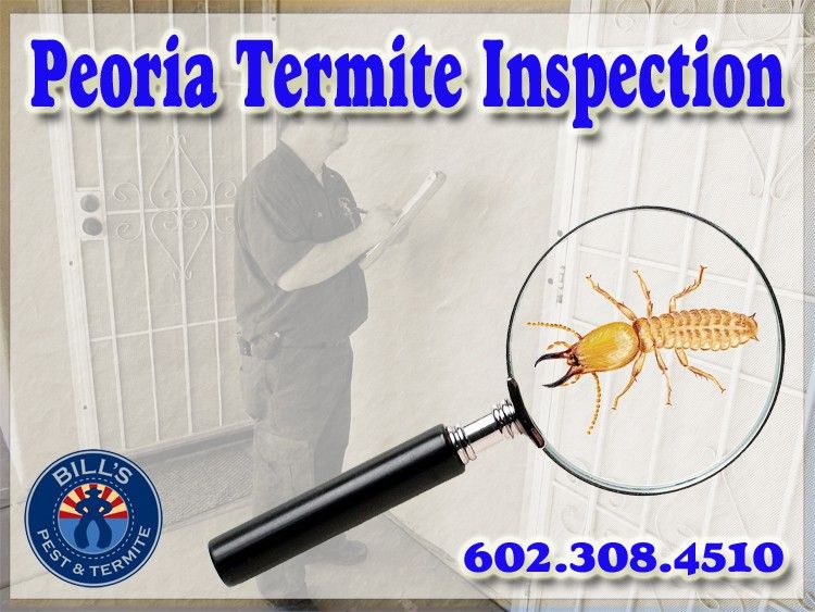 Termite Inspection Peoria AZ