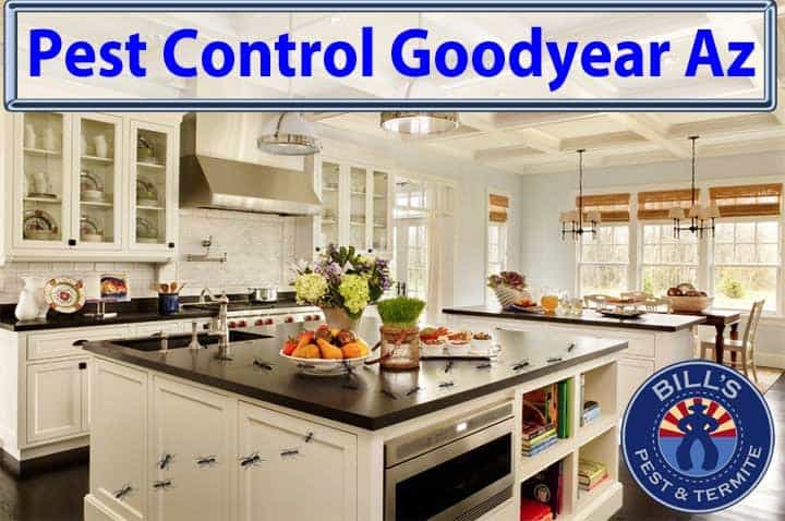 Best Pest and Termite Control Goodyear Az - Affordable Tick Treatment Goodyear AZ