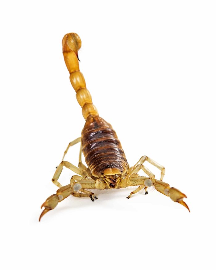 Best Scorpion Exterminator Phoenix AZ