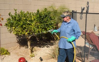 The Ten Toughest Pests to Eradicate in Phoenix, Arizona