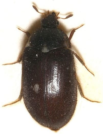 Phoenix Carpet Beetle Exterminator